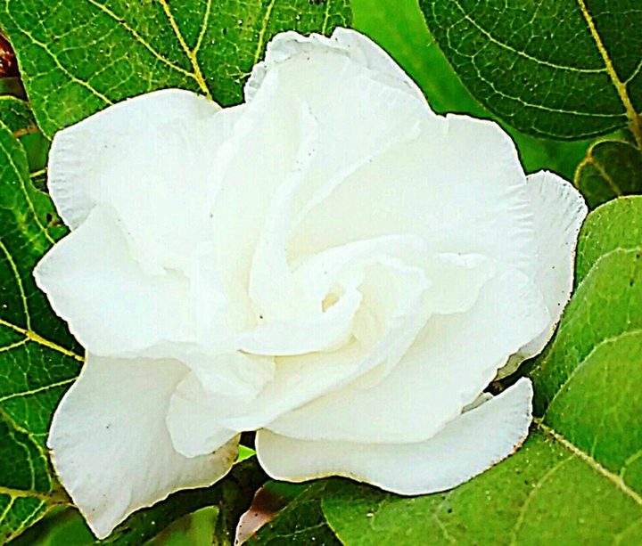 white flower