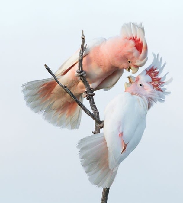 Birds
