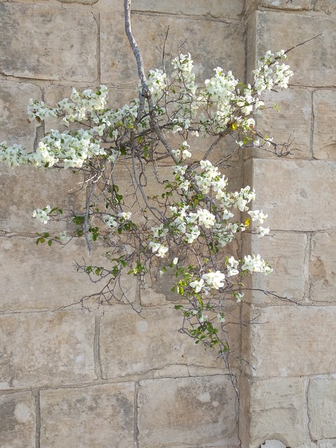 White flower