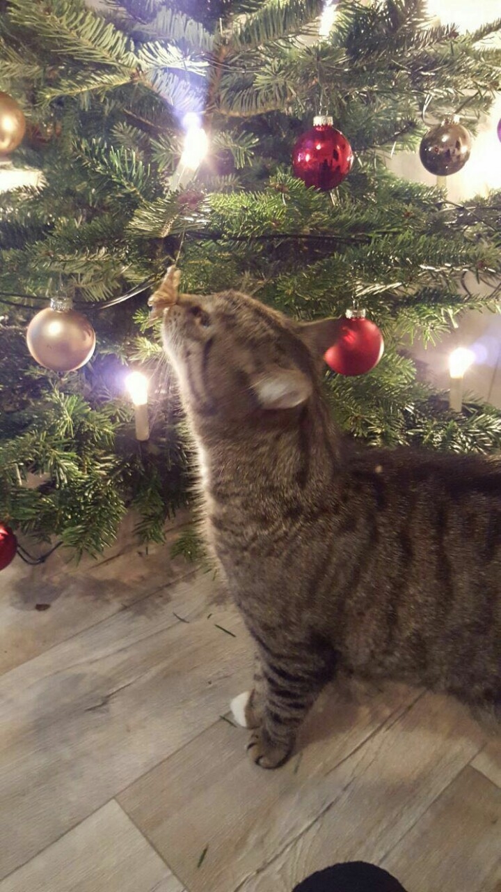 Котик Мойша)