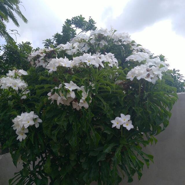 uma flor é sempre uma flor.