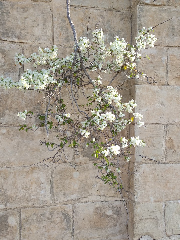White flower