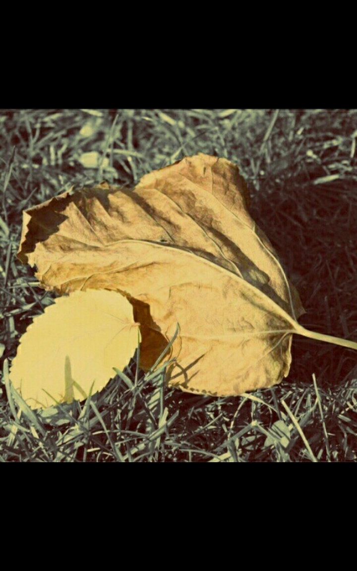 leaf