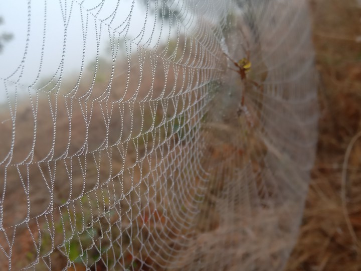 Spider ..