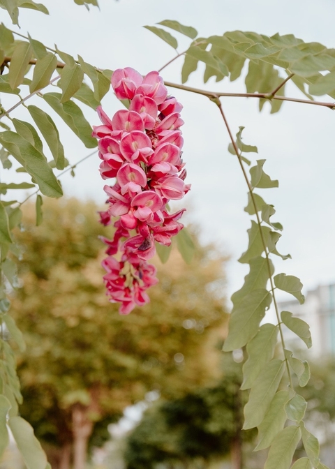 Fiori in natura