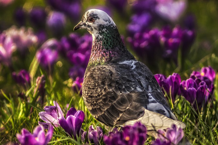 bird