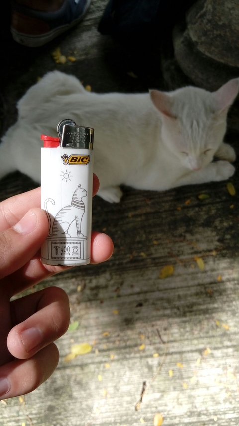 тапети lighter, cat