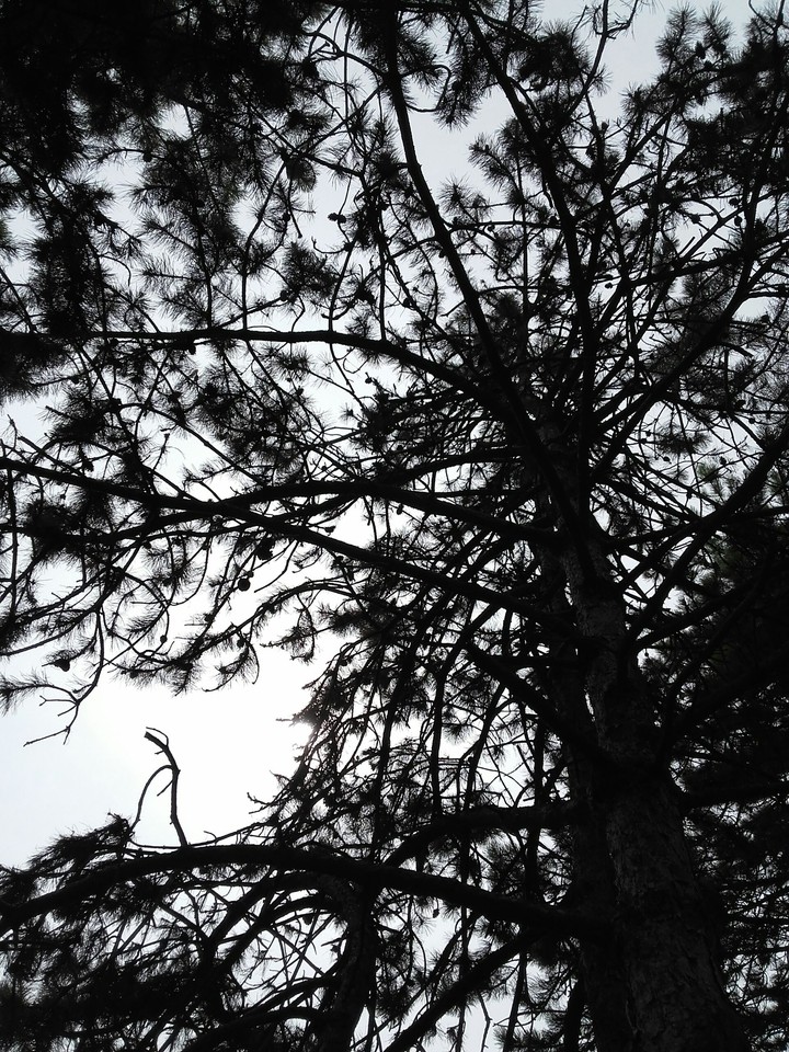tree