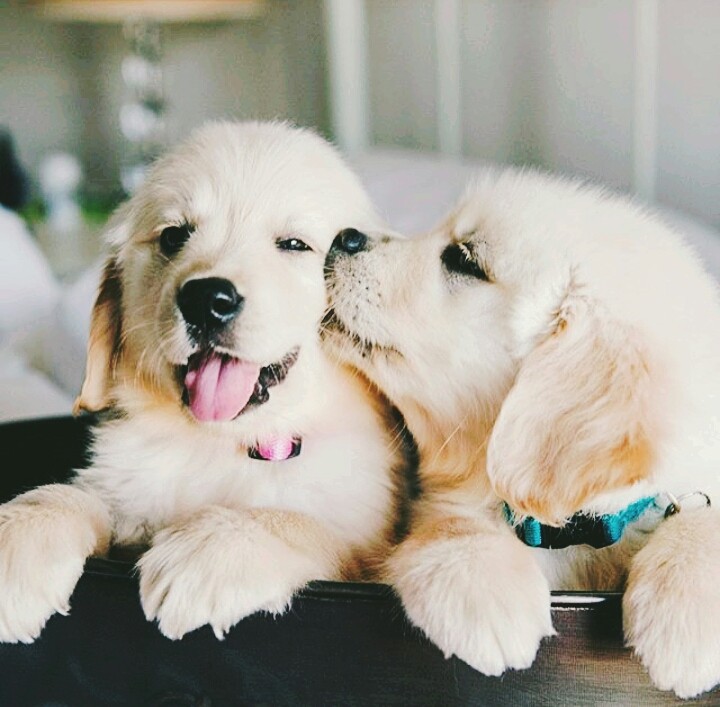 Puppyssssssa