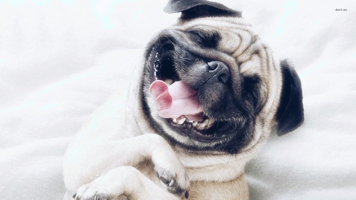 mops