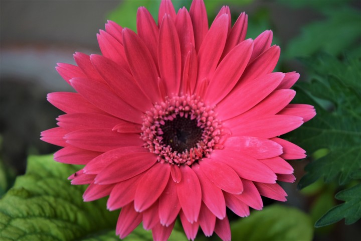 Pink Gerbera