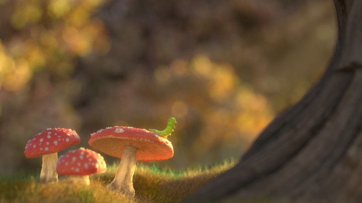 amanita
