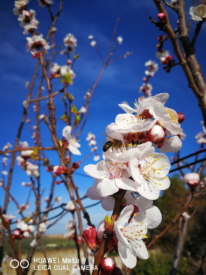 mate9