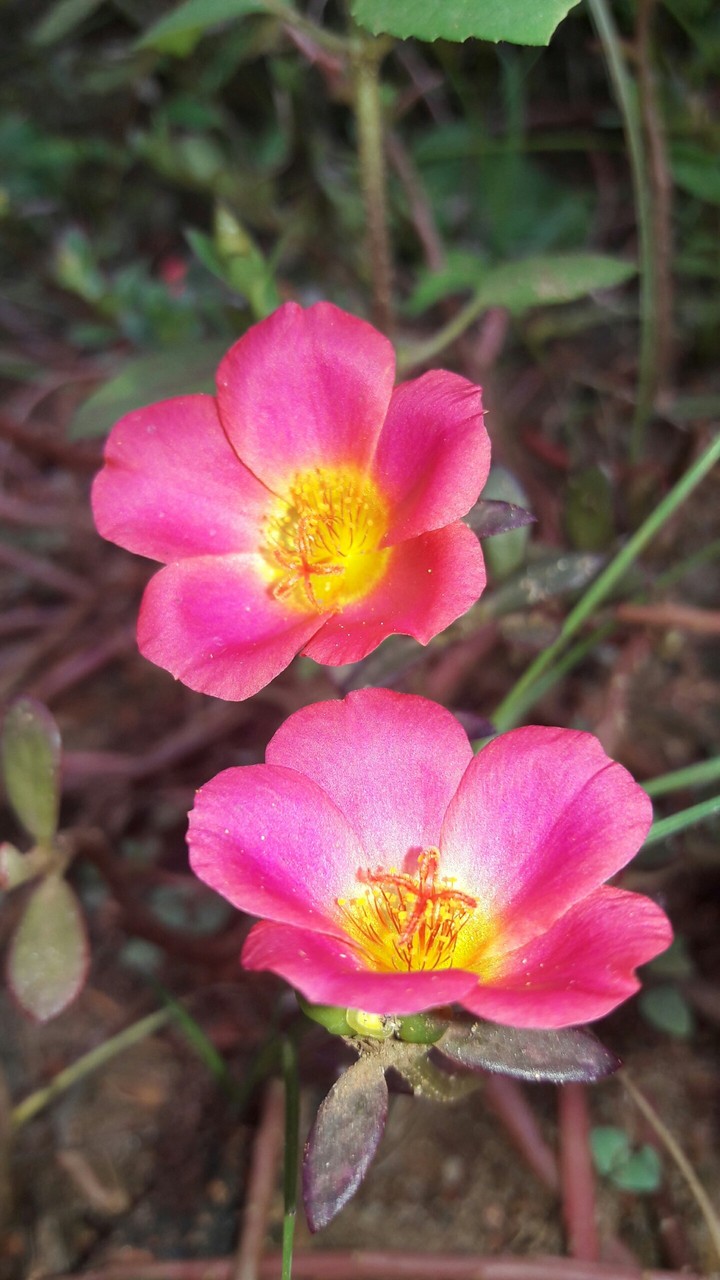 flower