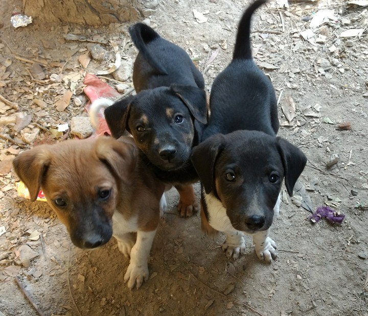 Puppies