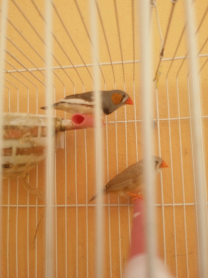 bird oiseux love lamoure