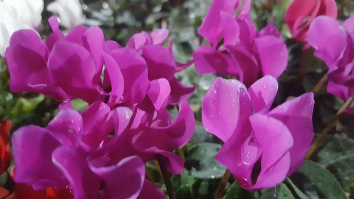 flowers