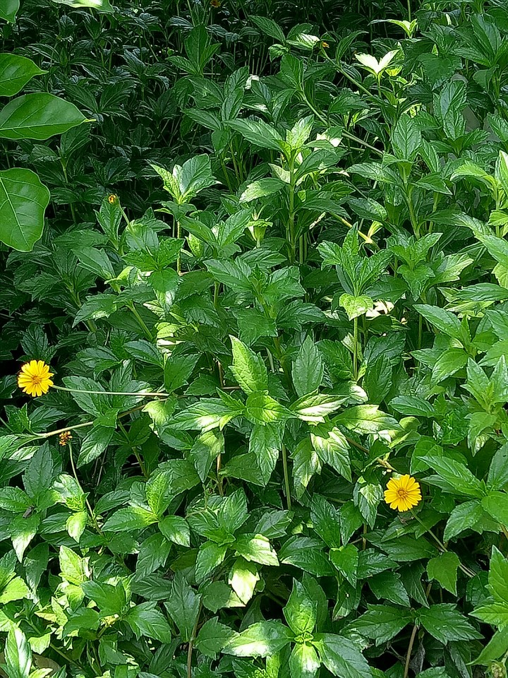 flower in kolhspur