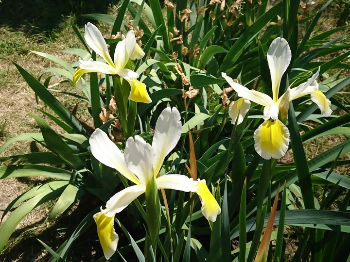 iris