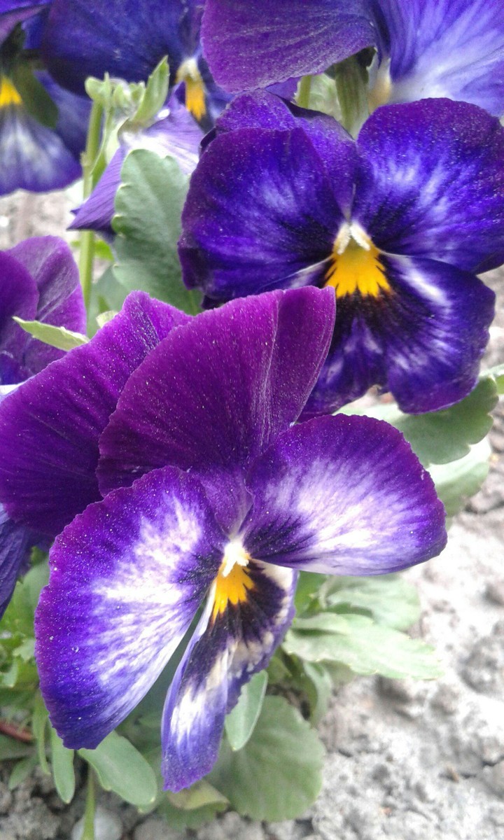 Flowers