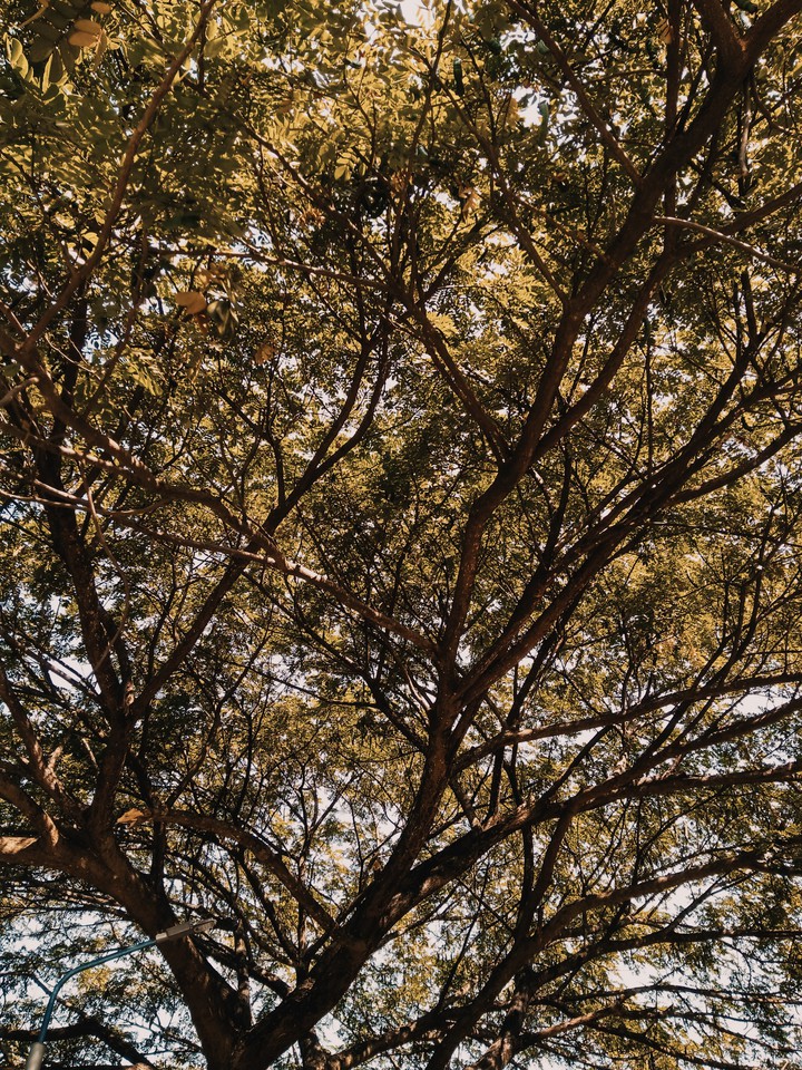 nature