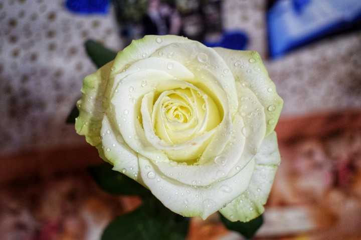 роза