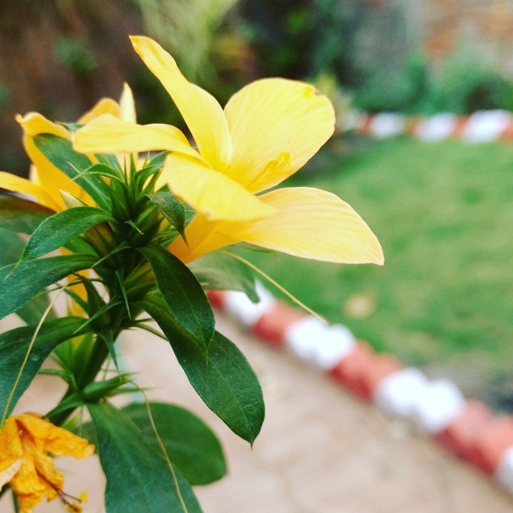 nature beauty