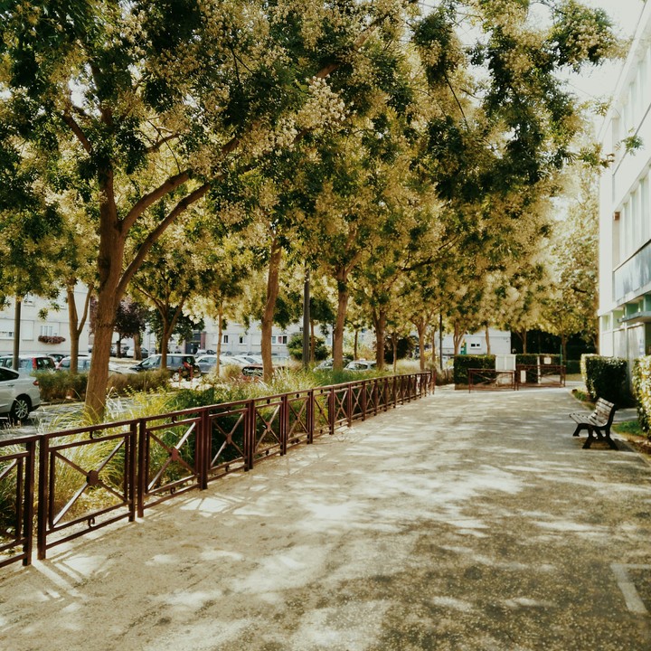 Tilia