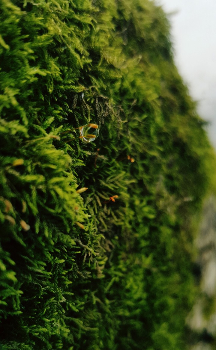dew drop