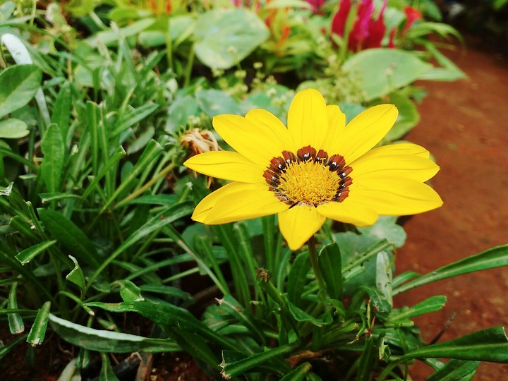 Flower