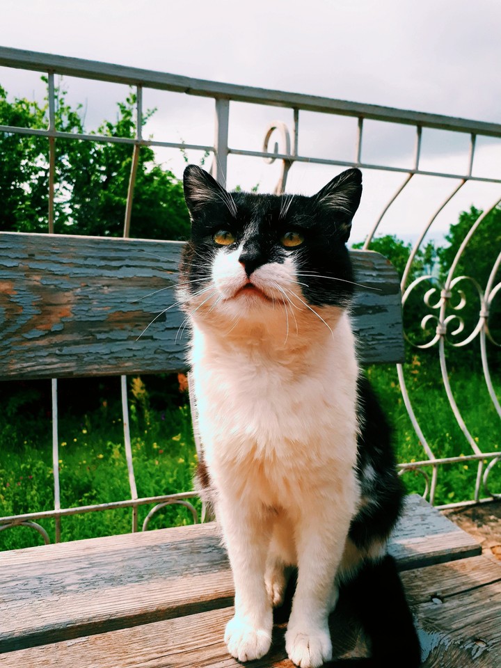 горный кот