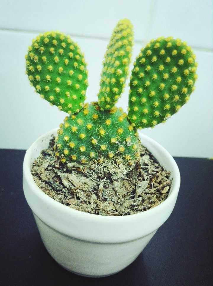 captus Peruano