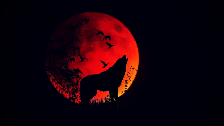 wolf