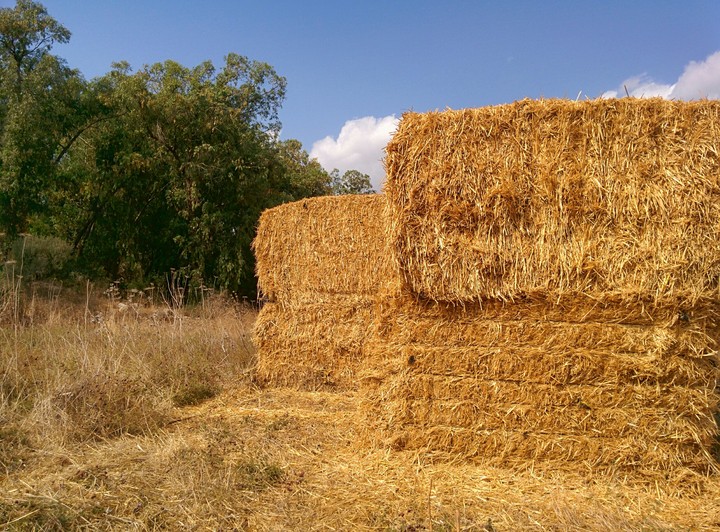 natural field