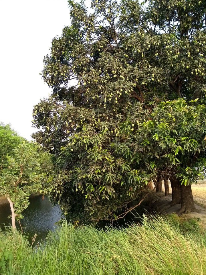 my village