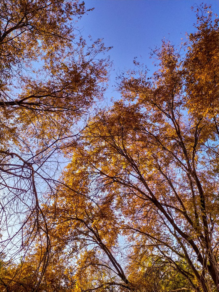 trees