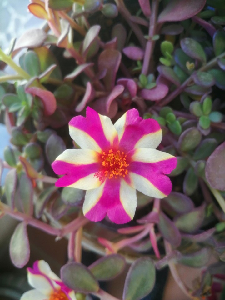 fiori