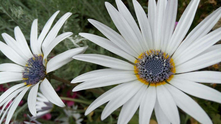 flowers