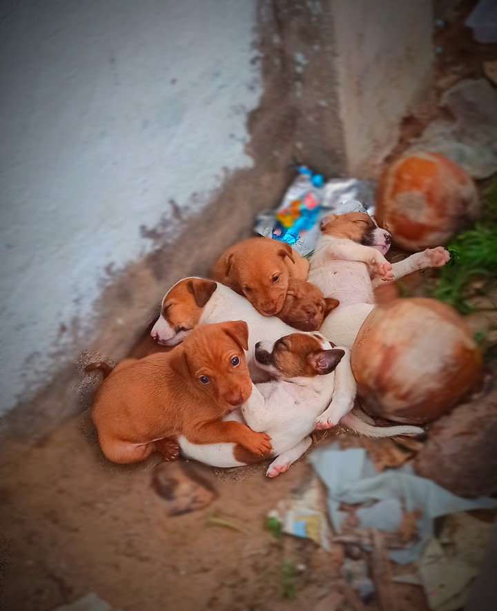 puppies