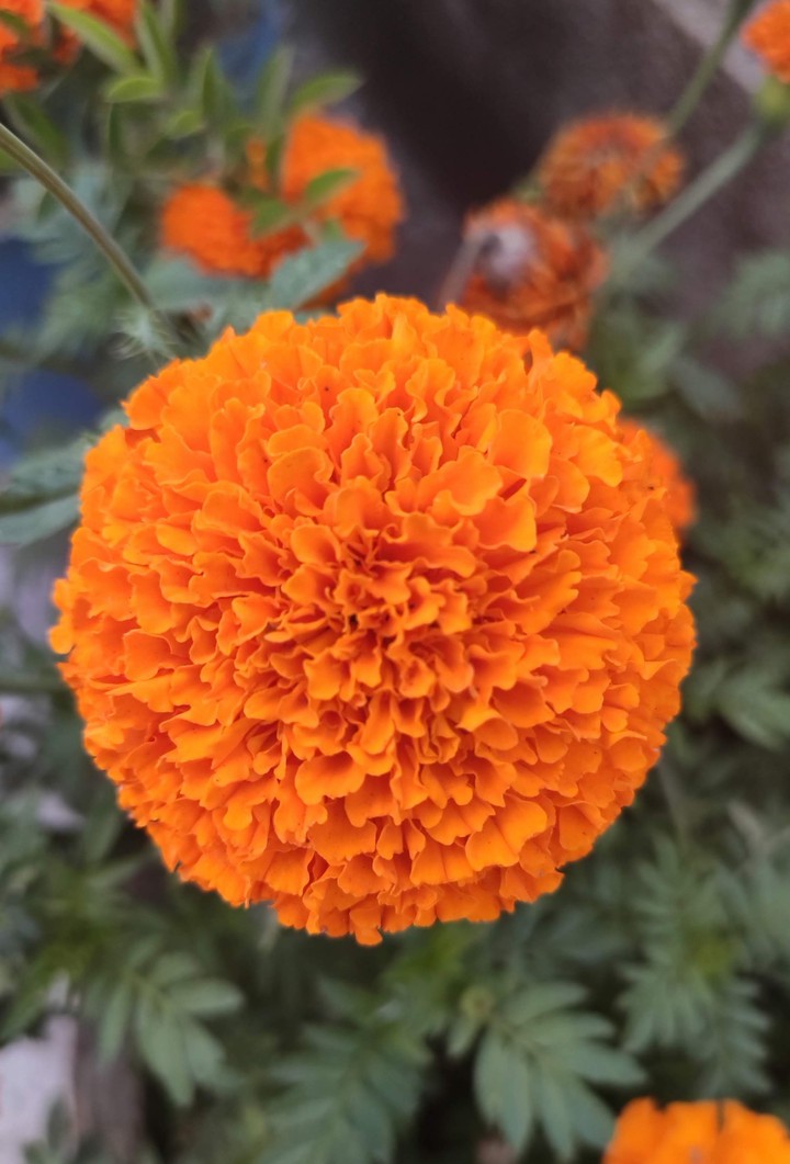 Marigold Flower