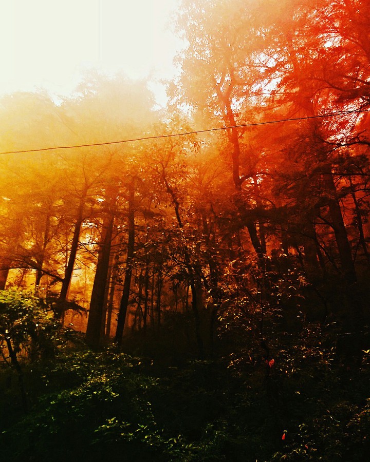 Misty Mornings