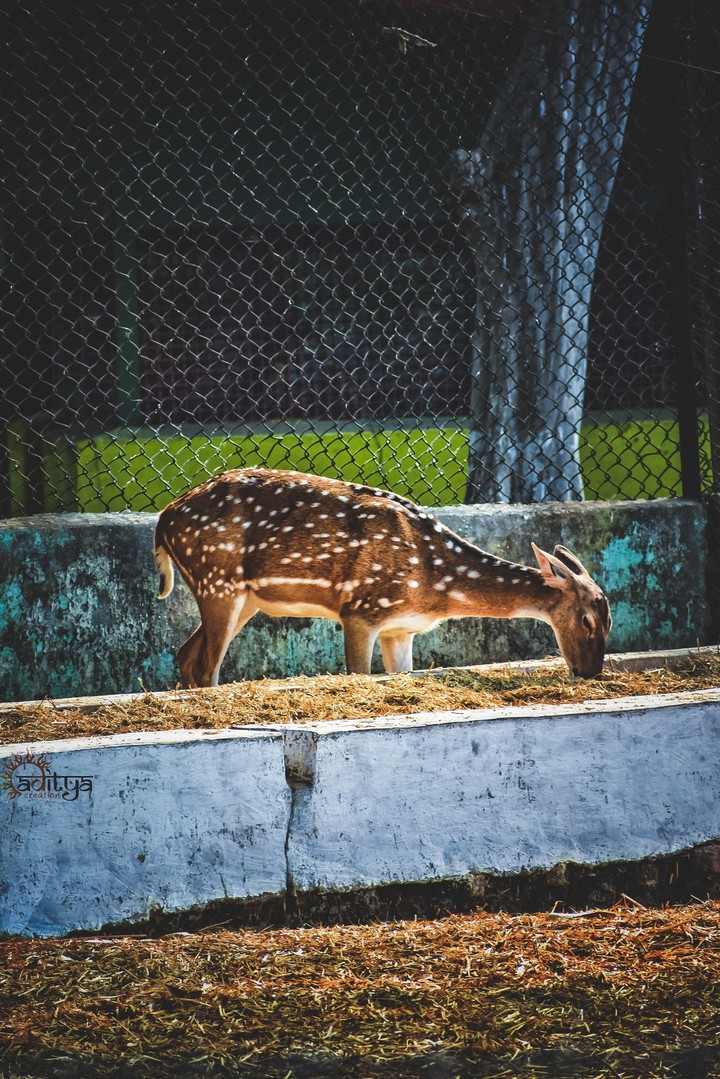 deer looks