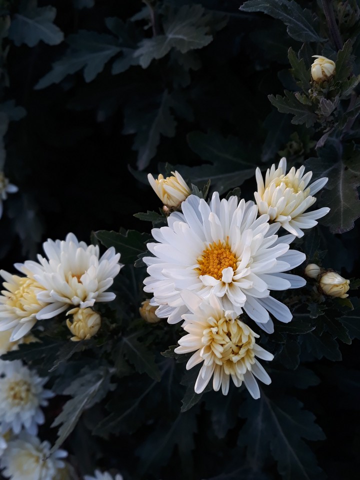 flowers, sunset, beauty