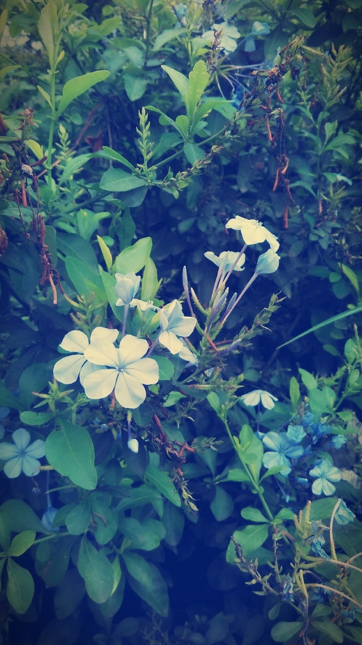 flowers