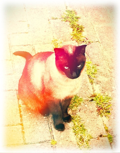 fonds d'écran cat, Carnivore