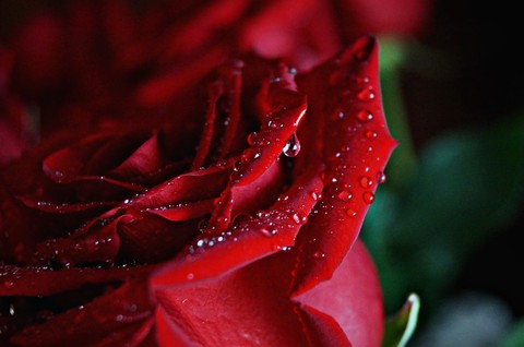 rose