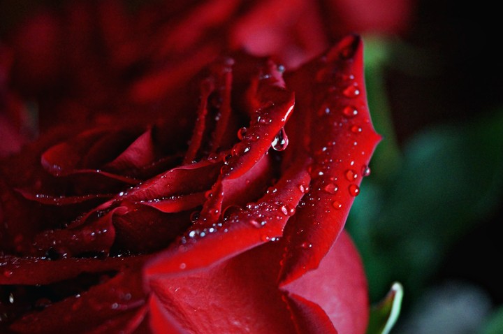 rose