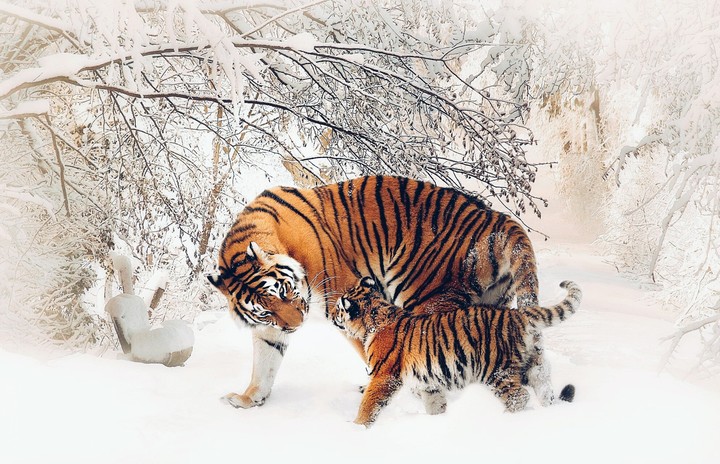 тигр