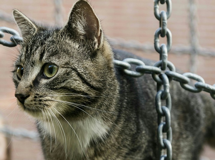 cat