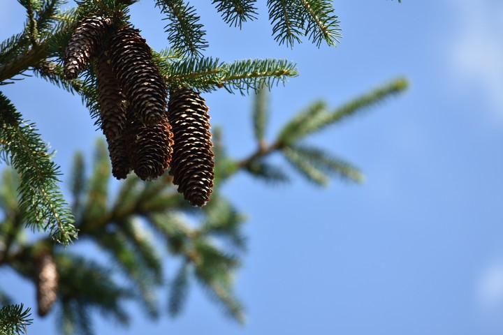 Pine tree cones